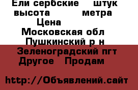Ели сербские 40 штук, высота 2,5-3,0 метра › Цена ­ 1 000 - Московская обл., Пушкинский р-н, Зеленоградский пгт Другое » Продам   